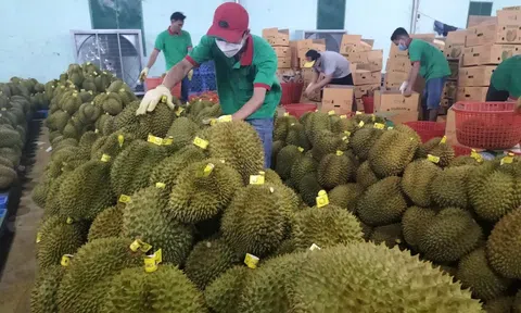 Rau quả xuất khẩu đạt 500 triệu USD ngay từ đầu năm, kỳ vọng vượt ngưỡng 6 tỷ USD