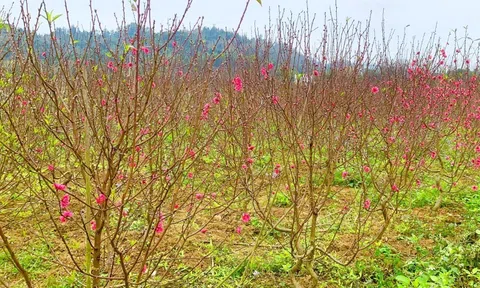 'Thủ phủ' đào vùng non cao nhộn nhịp người tới ngắm hoa và chọn đào Tết