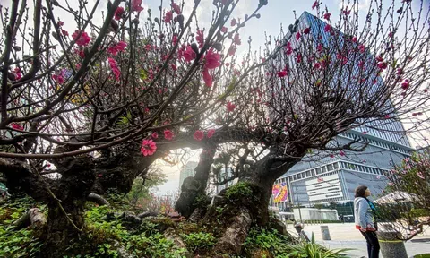 Sát tết giá đào cho thuê giảm mạnh, đào cổ thụ vẫn giữ giá trăm triệu