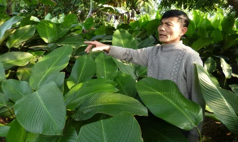 Một xã trồng lá dong gói bánh chưng thu 7 tỷ/năm và xuất khẩu sang châu Âu