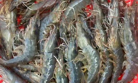 Người nuôi tôm thẻ vui mừng khi giá tăng, tôm vụ tết bù lại công sức cả năm