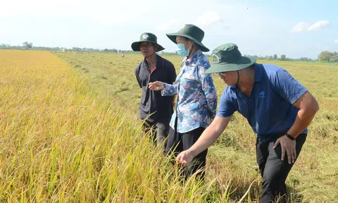 'Chuyên nghiệp hóa ngành hàng lúa gạo' từ Đề án 1 triệu héc ta lúa chất lượng cao