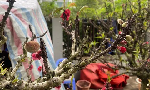 Thời tiết nắng ấm đào tết bung nở hàng loạt, thương lái bán tháo, nhà vườn thất thu tiền tỷ