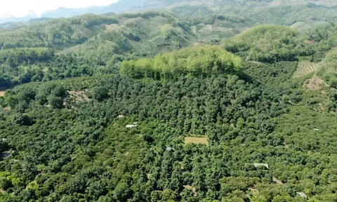 Sàn giao dịch tín chỉ carbon những bước chuyển mới nhằm bắt nhịp quy chuẩn quốc tế