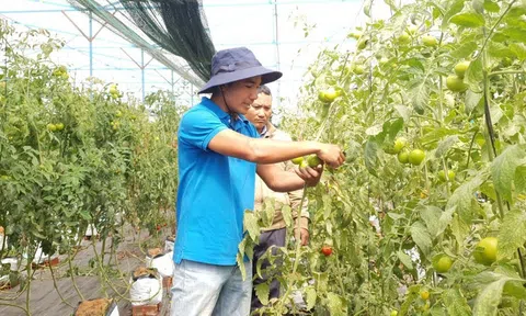 Khi nông dân thu nửa tỷ mỗi năm, thành quả từ ứng dụng công nghệ cao vào nông nghiệp