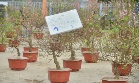 Thị trường đào quất Tết người bán lo xả hàng người mua đủng đỉnh chờ giá thấp