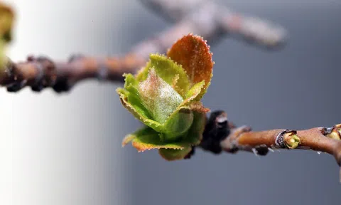 Tết là ngày trở về