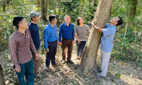 Phê duyệt đề án nâng cao chất lượng 240.000ha rừng đến năm 2030