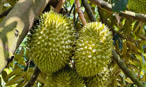 Bán trên 500 nghìn tấn sầu riêng, Việt Nam làm gì để tiếp tục chiếm lĩnh thị trường khổng lồ Trung Quốc?