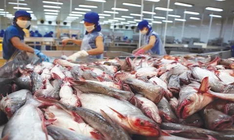 Cá tra sau tết đón tin vui, kỳ vọng vượt khó bứt phá trong năm 2024