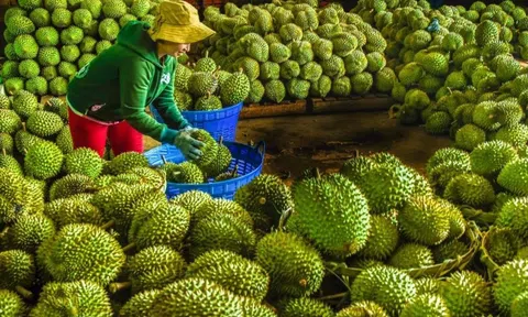 Sau tết sầu riêng chạm mốc 200 nghìn đồng/kg, kỳ vọng bứt tốc xuất khẩu