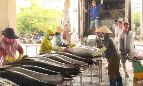 Chuyến đi biển xuyên tết cập bến, ngư dân Phú Yên bội thu lộc biển