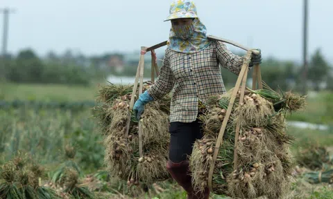 Kết thúc kỳ nghỉ Tết, nhà nông hồ hởi xuống đồng