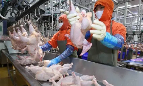 Cơ hội gia tăng xuất khẩu thịt gia cầm sang Trung Quốc