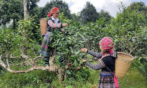 Phát triển nông nghiệp sinh thái và chuẩn hóa nông sản để phục vụ xuất khẩu
