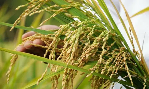 Viện Lúa Đồng bằng sông Cửu Long giới thiệu và lưu hành 3 giống lúa mới