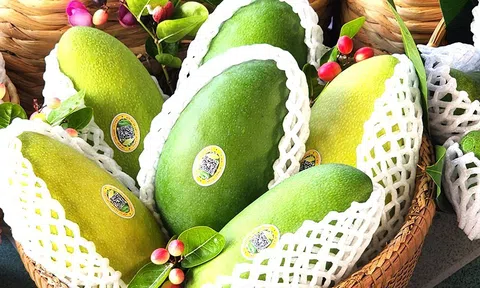 Xuất khẩu lô xoài hạt lép đầu tiên sang Hàn Quốc từ nỗ lực liên kết nông dân và doanh nghiệp