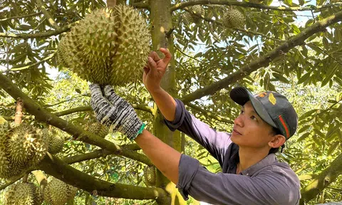 Xuất khẩu sầu riêng mọi ngả đường đổ về Trung Quốc và lộ trình tăng sức cạnh tranh