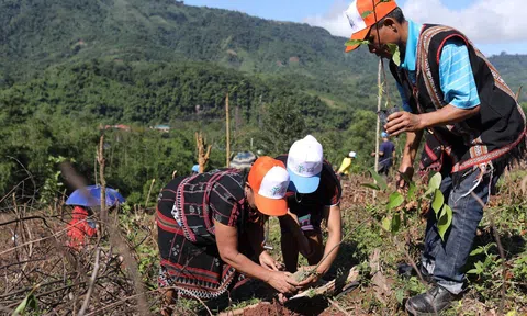 Hơn nửa triệu ha rừng được hưởng dịch vụ môi trường rừng tại Nghệ An
