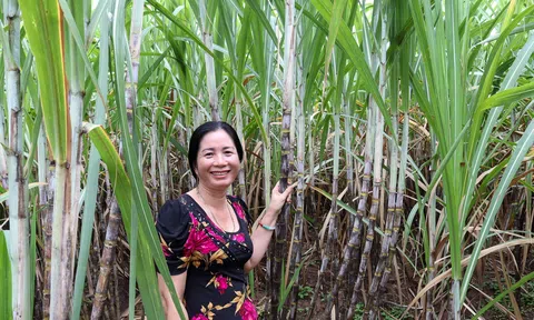 Cây mía ngọt trên đất cù lao đem lại thu nhập cao cho nông dân sau Tết