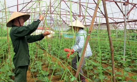Ứng dụng công nghệ phát triển nông nghiệp xanh và bền vững ở huyện vùng cao