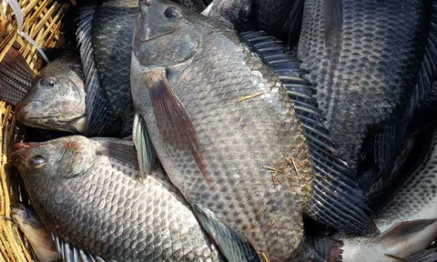Brazil dừng nhập khẩu cá rô phi từ Việt Nam có ảnh hưởng tới xuất khẩu thủy sản?