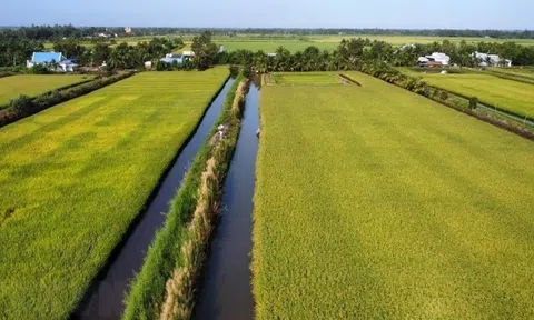 Chuyển đổi gần 7.000ha đất chuyên lúa, nông dân Kiên Giang tăng thu nhập gấp bốn lần