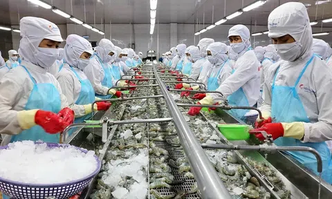 Ngành tôm hướng đến sản xuất xanh, giảm phát thải, ứng dụng công nghệ số