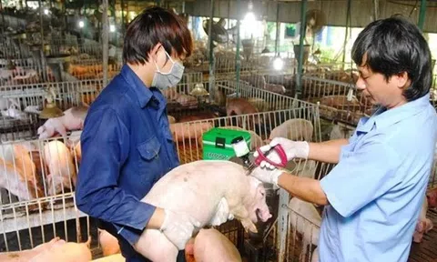 Để chăn nuôi an toàn, sẽ cấm hoàn toàn dùng kháng sinh phòng bệnh vật nuôi