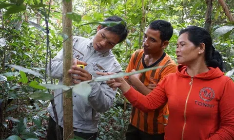 Bộ Nông nghiệp đề nghị JICA quan tâm, hỗ trợ việc chi trả quản lý rừng và giảm phát thải carbon