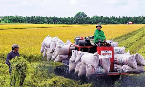 Giá lúa gạo giảm mạnh thương lái bỏ cọc, nông dân chấp nhận bán giá thấp