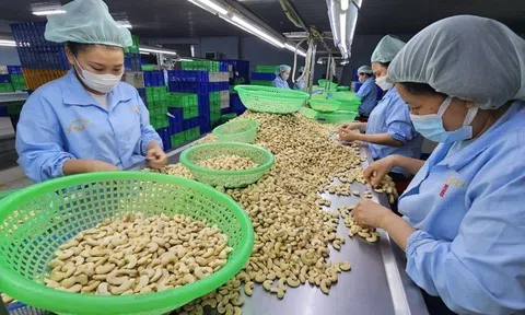 Ngành điều Việt Nam và nghịch lý mua cao bán thấp