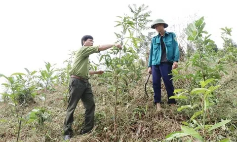 Đẩy nhanh tiến độ trồng rừng theo hướng nâng cao giá trị tạo sinh kế bền vững