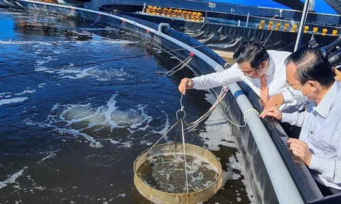 Ngành tôm và nỗ lực chuyển mình sản xuất xanh, giảm phát thải