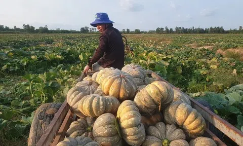 Cao điểm hạn mặn, hàng nghìn héc ta lúa và cây ăn trái có nguy cơ thiếu nước