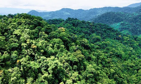 Việt Nam có thể thu về gần 5.000 tỷ đồng bán tín chỉ carbon mỗi năm