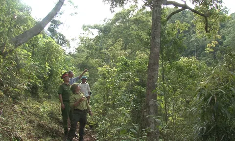 Đề án phát triển rừng bền vững hướng tới chủ động 100% nguyên liệu chế biến gỗ công nghiệp