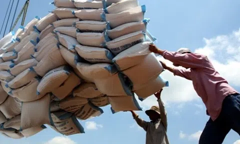 Đẩy mạnh sản xuất, kinh doanh, xuất khẩu lúa, gạo bền vững, minh bạch, hiệu quả trong tình hình mới