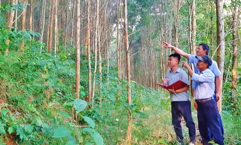 Chống buôn bán gỗ trái phép thúc đẩy kinh tế rừng và gia tăng xuất khẩu