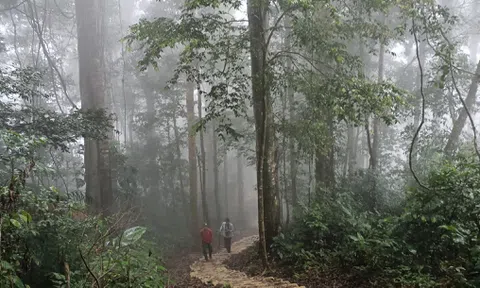 Doanh nghiệp ngành gỗ nắm bắt cơ hội từ tài chính xanh và thị trường carbon