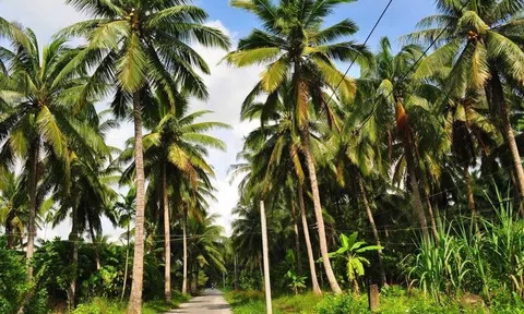 Nỗ lực bảo vệ vườn dừa bị sâu bệnh, tìm giải pháp khai mở thị trường tín chỉ carbon
