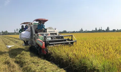 Tập đoàn 'khổng lồ' về sản xuất, phân phối gạo cam kết mở rộng đầu tư tại Việt Nam