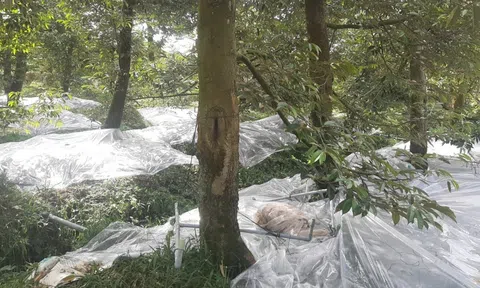 Ngăn mặn, trữ nước ngọt khẩn trương ứng cứu 20.000ha sầu riêng xuất khẩu ở Tiền Giang