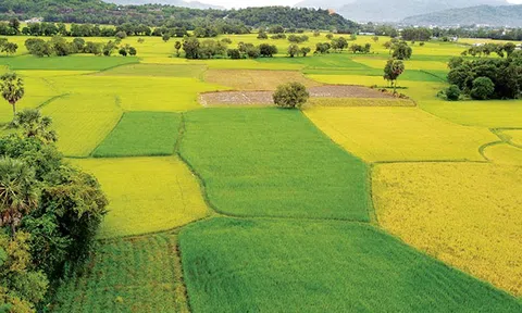 Hạn mặn lên đỉnh điểm gây ảnh hưởng tới trên 29.000 ha lúa ở ĐBSCL