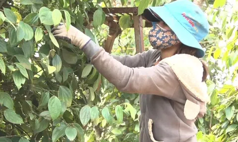 Giá tiêu tăng kỷ lục doanh nghiệp tăng mua, nông dân kỳ vọng đà tăng kéo dài