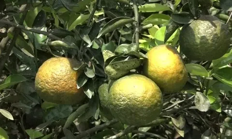 Sau thời gian thua lỗ, người trồng cam Trà Vinh bắt đầu thu trái ngọt nhờ giá tăng
