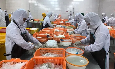 Nhật Bản hợp tác với Việt Nam về gia công chế biến thủy sản chất lượng cao