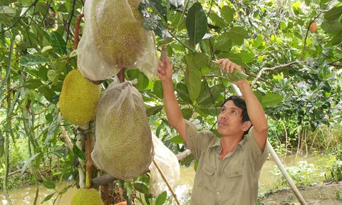 Giữa hạn mặn, nhà vườn trồng mít Tiền Giang vẫn bỏ túi 300 triệu đồng/ha