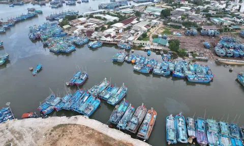 Tỉnh Bình Định tiếp tục triển khai quyết liệt chống khai thác hải sản bất hợp pháp