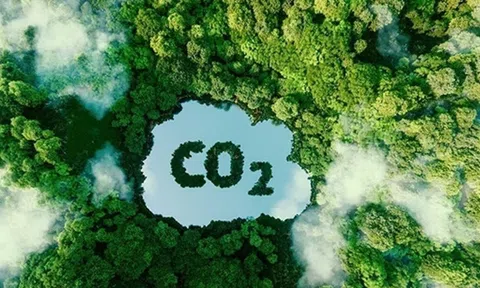 Thị trường tín chỉ các bon rừng có giá trị hàng nghìn tỷ đồng còn đang để ngỏ